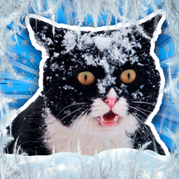 Зимние мемы с Котами