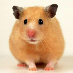 Эволюция Хомяка: Кликер