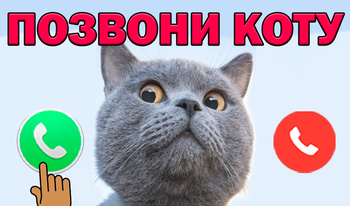 Позвони Коту