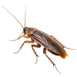 Летающий сигма таракан