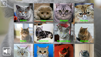CatCollection: 48 Breeds