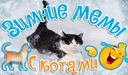 Зимние мемы с котами