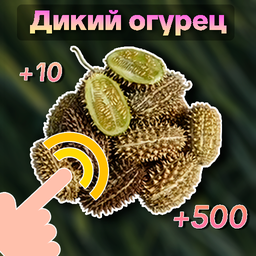Дикий огурец