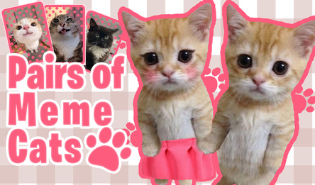 Pairs of Meme Cats
