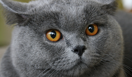 КотоКоллекция: 48 Пород