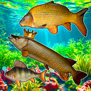 Connect the fish - Reach the Pike